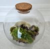 Moss Biodome Kit