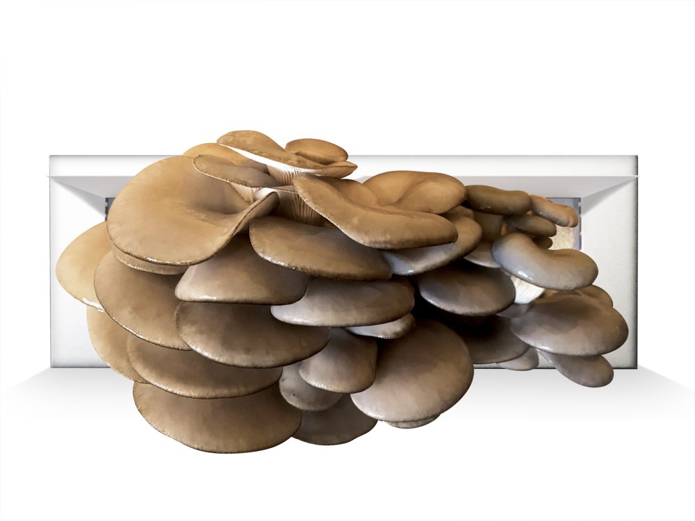 Grow Your Own Oyster Mushrooms