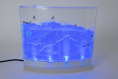 Illuminated Ant Habitat