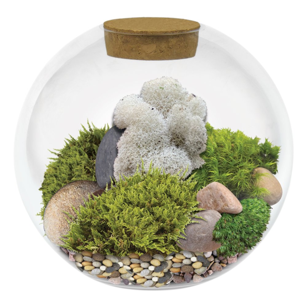 Moss Biodome Kit