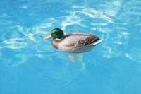Duck Floating Chlorine Dispenser