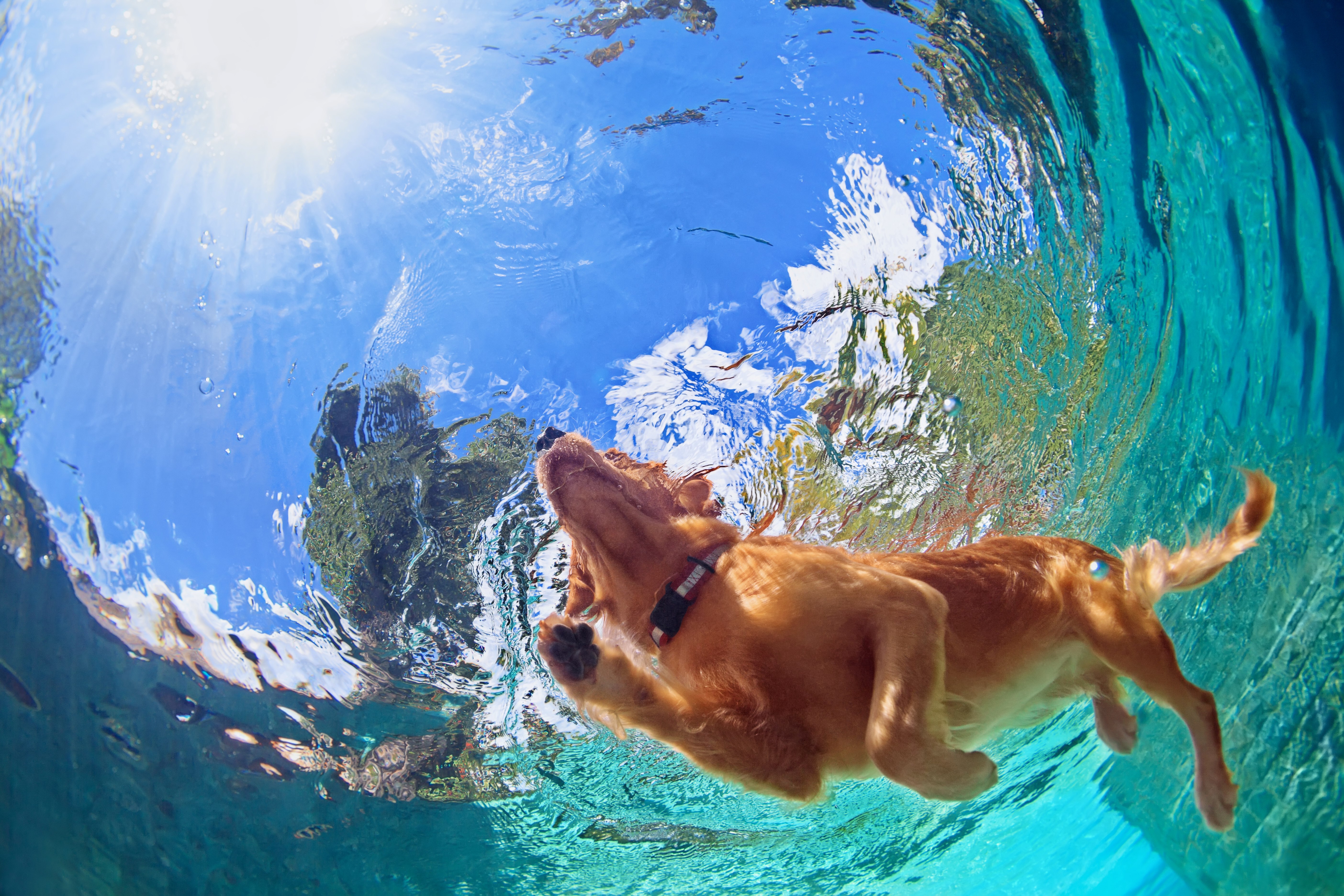 Underside of a dog swimming in a pool 