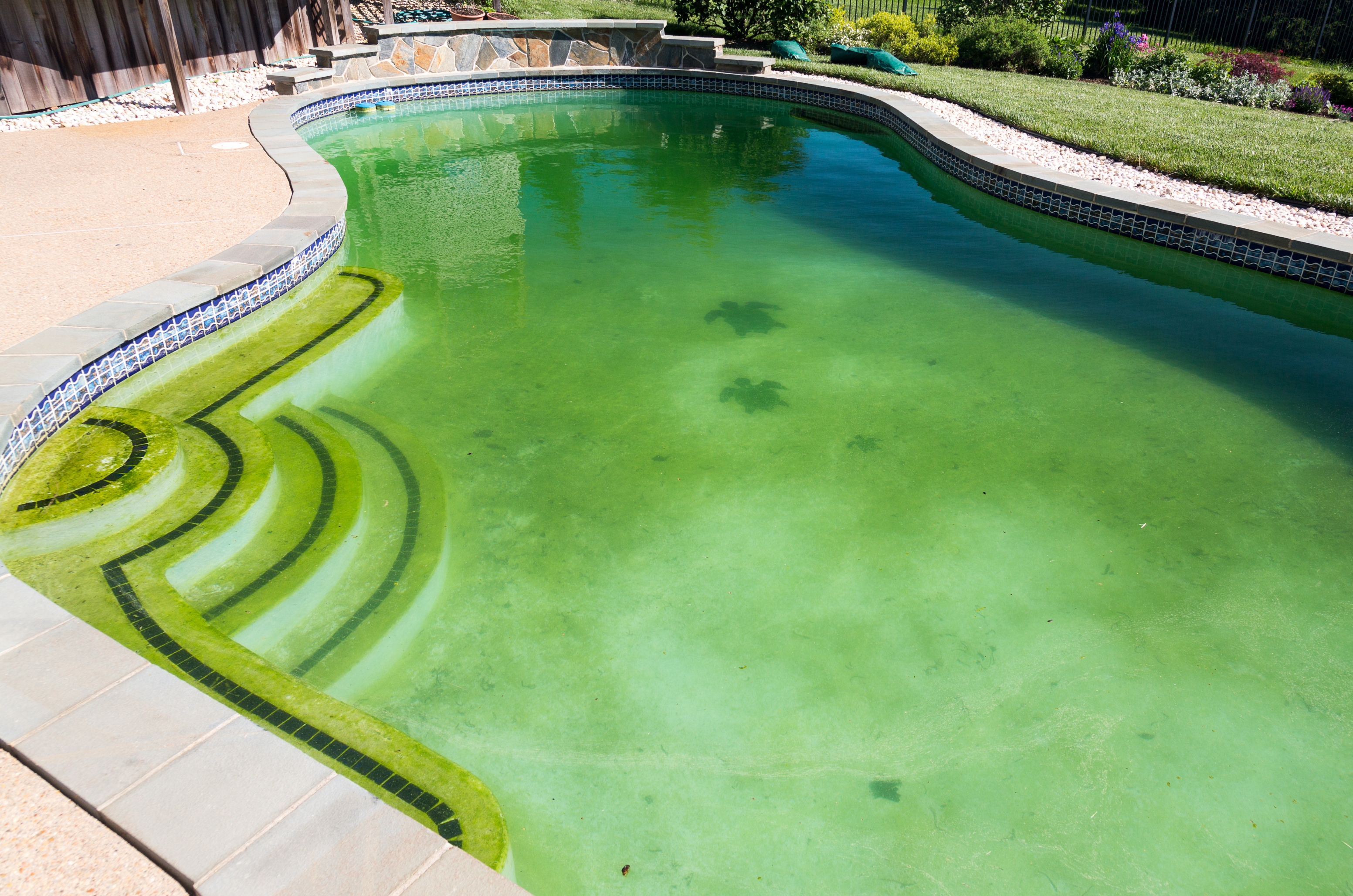 A green swimming pool in the spring