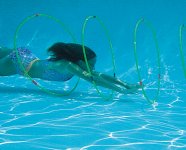 Underwater Swimming Pool Rainbow Hoops