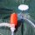 Aqua Select&reg; Cover Siphon